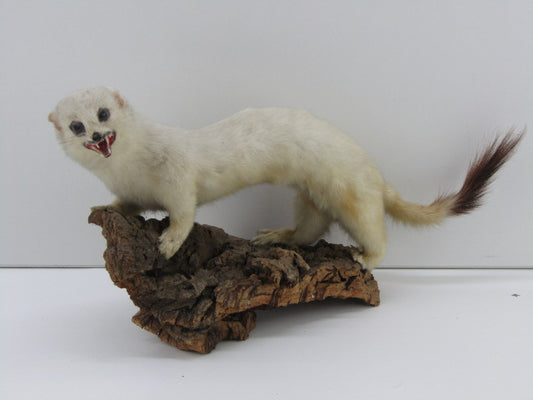 Taxidermie: Hermelijn In Wintervacht