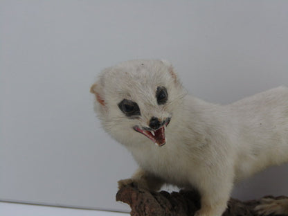 Taxidermie: Hermelijn In Wintervacht