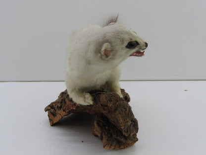 Taxidermie: Hermelijn In Wintervacht