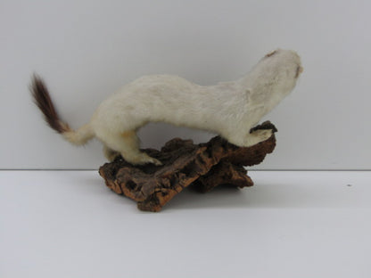 Taxidermie: Hermelijn In Wintervacht