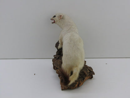 Taxidermie: Hermelijn In Wintervacht