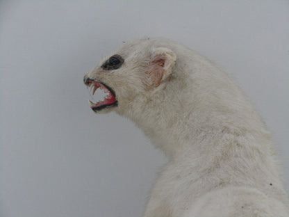 Taxidermie: Hermelijn In Wintervacht