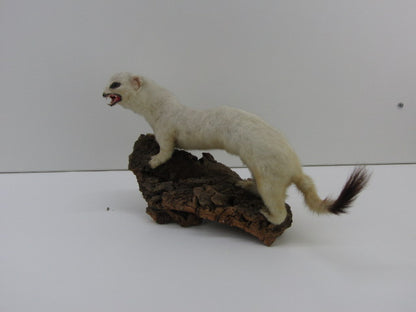 Taxidermie: Hermelijn In Wintervacht