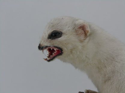 Taxidermie: Hermelijn In Wintervacht