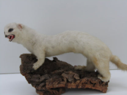 Taxidermie: Hermelijn In Wintervacht